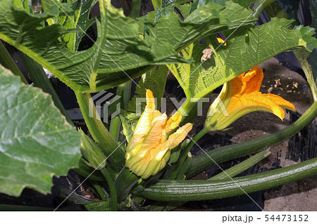 ズッキーニの花 雄花 雌花 ズッキーニの花 雄花 雌花 54473152