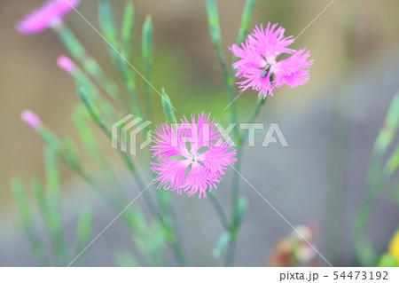 ナデシコの花 54473192