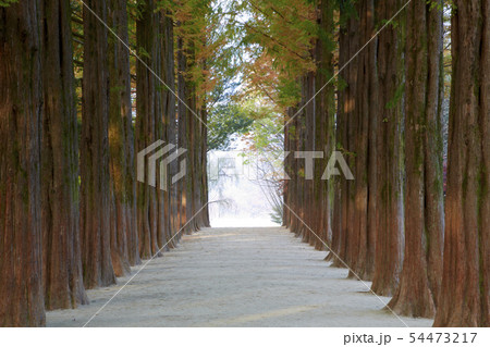 メタセコイア 道 南怡島 54473217