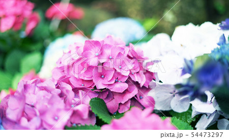 花壇に植えられたピンクや紫色のあじさい 花壇に植えられたピンクや紫色のあじさい 54473297
