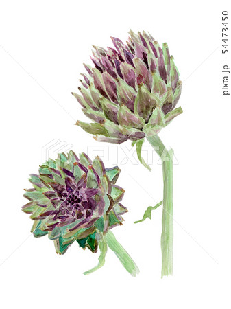 Cynara scolymus アーティチョーク Cynara scolymus アーティチョーク 54473450