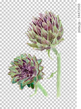 Cynara scolymus朝鮮薊 Cynara scolymus朝鮮薊 54473450