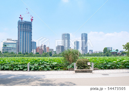 東京都　上野公園　不忍池　蓮の花 54473505