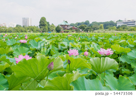 東京都　上野公園　不忍池　蓮の花 54473506