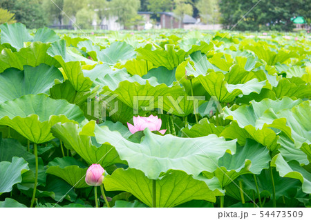 東京都 上野公園 不忍池 蓮の花 東京都 上野公園 不忍池 蓮の花 54473509