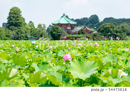 東京都　上野公園　不忍池　蓮の花 54473618
