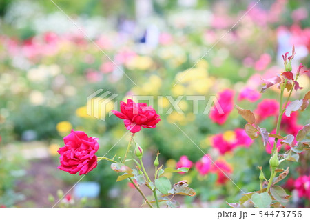 バラの花 パパメイアン バラの花 パパメイアン 54473756