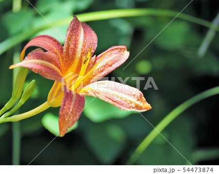 ノカンゾウの花　初夏 54473874