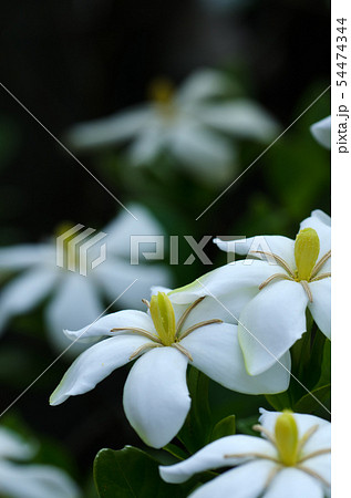梔子(くちなし・クチナシ)の花 梔子(くちなし・クチナシ)の花 54474344