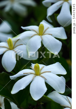 Lita❤栀クチナシ 梔子（くちなし・クチナシ）の花の写真素材 [54474345] - PIXTA