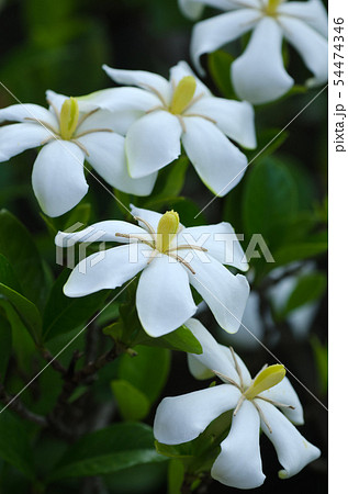 梔子（くちなし・クチナシ）の花の写真素材 [54474346] - PIXTA