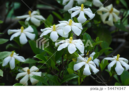 梔子 くちなし クチナシ の花の写真素材