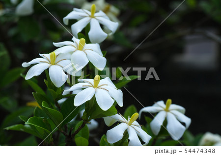 梔子（くちなし・クチナシ）の花 54474348