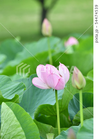 古代蓮 54474539