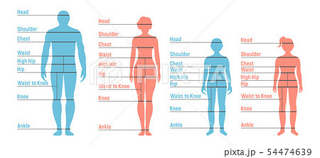 man woman boy and girl size chart human frontのイラスト素材 look human size chart
