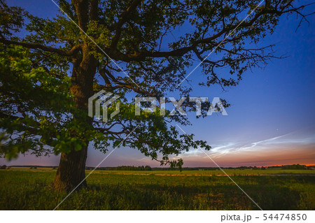 Old oak tree in the night sky with noctilucent clouds Old oak tree in the night sky with noctilucent clouds 54474850