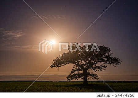 Old oak tree in the night sky with the moon 54474856