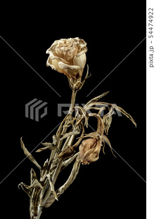 Dying flower 54474922