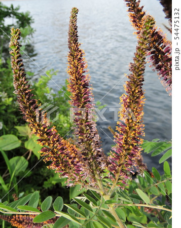 イタチハギ　クロバナエンジュ 54475132