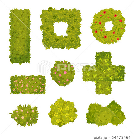 Set of images of ornamental bushes. Vector illustration on white background. 54475464