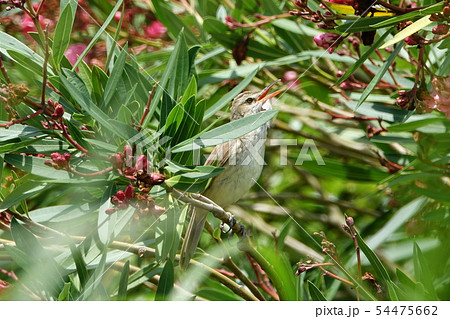 オオヨシキリ オオヨシキリ 54475662