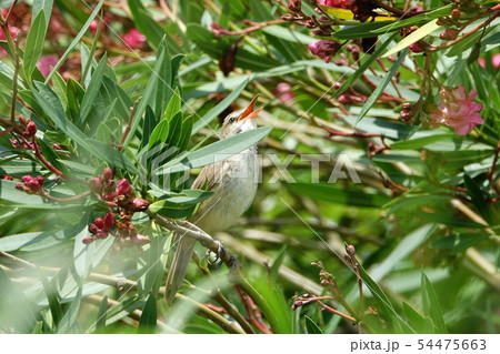 オオヨシキリ オオヨシキリ 54475663