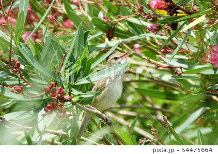 オオヨシキリ オオヨシキリ 54475664