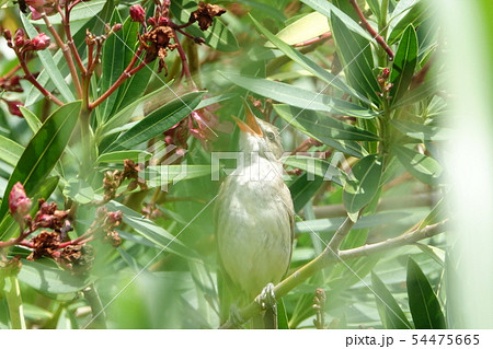 オオヨシキリ オオヨシキリ 54475665