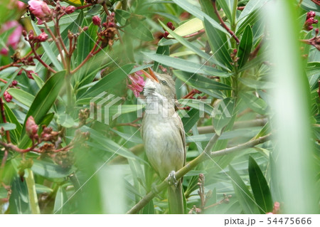 オオヨシキリ オオヨシキリ 54475666