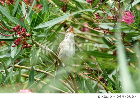 オオヨシキリ 54475667