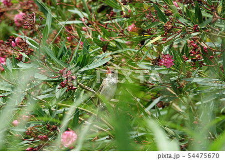 オオヨシキリ オオヨシキリ 54475670