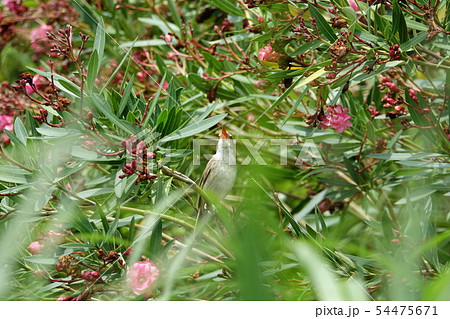 オオヨシキリ オオヨシキリ 54475671