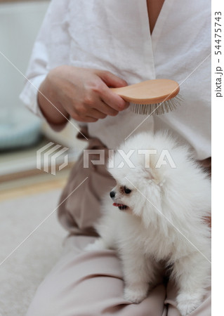 ポメラニアン (犬 ドッグ イヌ 生物 動物 血統書 仔犬 子供 わんこ ホワイト 白 血統 洋犬) ポメラニアン (犬 ドッグ イヌ 生物 動物 血統書 仔犬 子供 わんこ ホワイト 白 血統 洋犬) 54475743