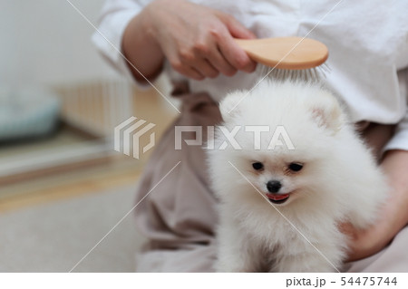 ポメラニアン (犬 ドッグ イヌ 生物 動物 血統書 仔犬 子供 わんこ ホワイト 白 血統 洋犬) ポメラニアン (犬 ドッグ イヌ 生物 動物 血統書 仔犬 子供 わんこ ホワイト 白 血統 洋犬) 54475744