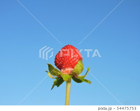 ヘビイチゴ 54475753