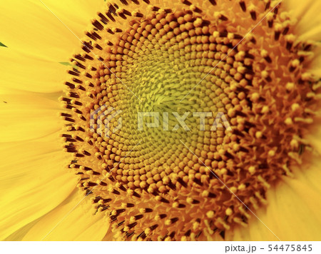 ひまわり クローズアップ 54475845