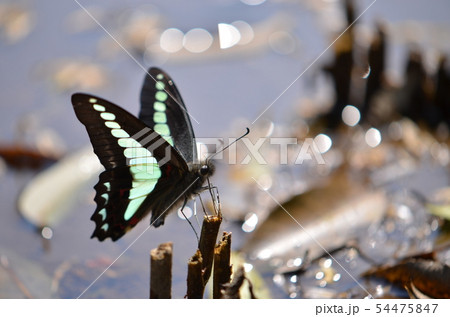 アオスジアゲハの吸水 54475847