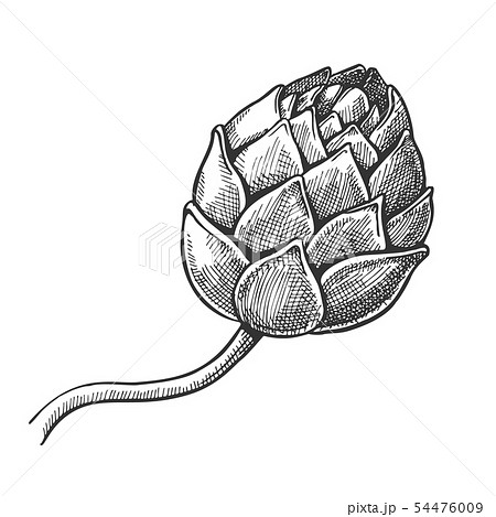Hop Agriculture Raw Material For Brewing Vector 54476009