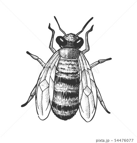 Striped Bee Flying Insect Animal Top View Vector Striped Bee Flying Insect Animal Top View Vector 54476077