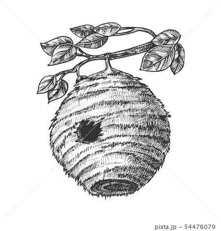 Bee Hive House Of Wild Insect On Branch Vector Bee Hive House Of Wild Insect On Branch Vector 54476079