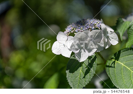 真っ白なアジサイ、ホワイトウェーブ 54476548