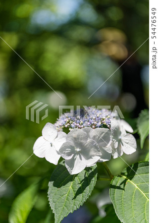 真っ白なアジサイ、ホワイトウェーブ 真っ白なアジサイ、ホワイトウェーブ 54476549
