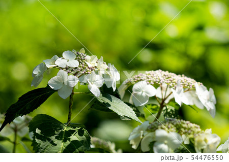 真っ白なアジサイ、ホワイトウェーブ 54476550