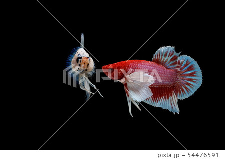 Siamese fighting fish, Betta splendens, colorful Siamese fighting fish, Betta splendens, colorful 54476591
