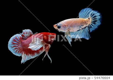 Siamese fighting fish, Betta splendens, colorful 54476604