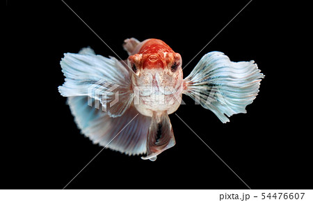 Siamese fighting fish, Betta splendens, colorful 54476607