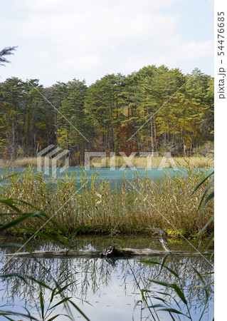 竜沼 五色沼 裏磐梯 秋 自然 竜沼 五色沼 裏磐梯 秋 自然 54476685