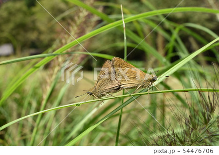 チャバネセセリの交尾 54476706