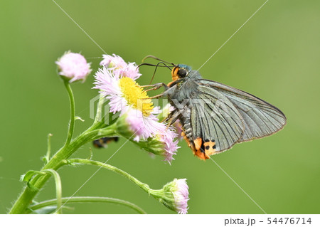 アオバセセリの吸蜜 アオバセセリの吸蜜 54476714