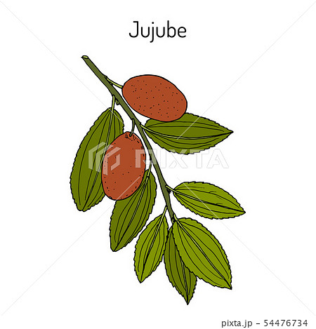 Jujube Ziziphus Jujuba Or Red Date Medicinal のイラスト素材